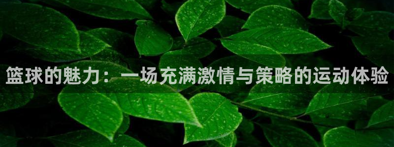 德国意昂集团：篮球的魅力：一场充满激情与策略的运动体验